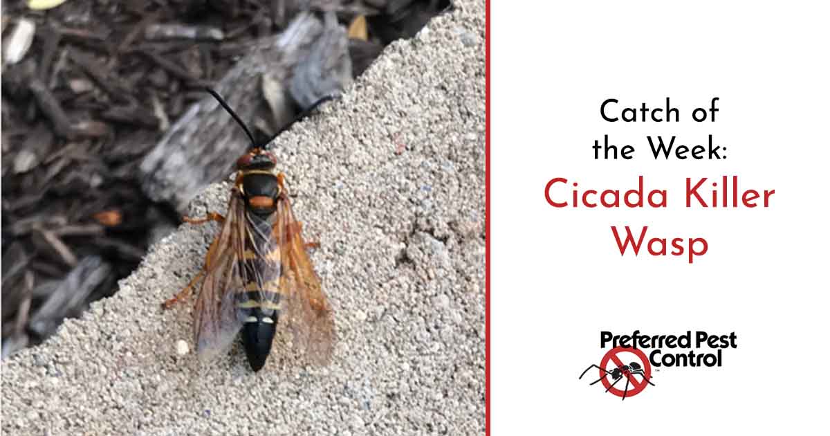 Preferred Pest's Catch of the Week Cicada Killer Wasp